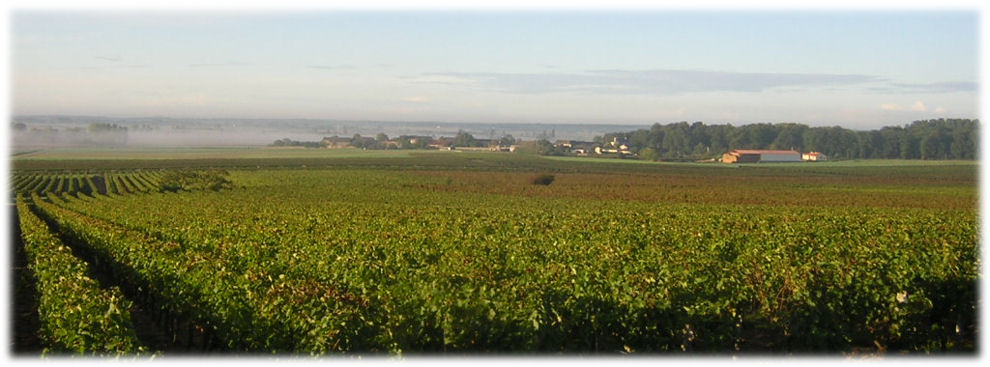 Les vignes du Layon