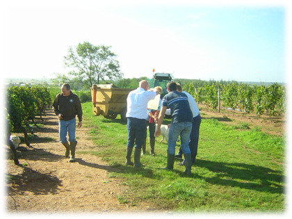 Les vignes sont  proximit . . .