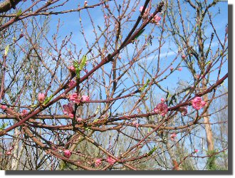 Spring time in the garden, peach trees in blossom